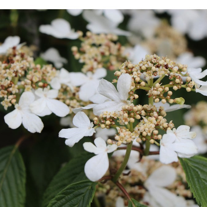 Viburnum plicatum 'Watanabe'