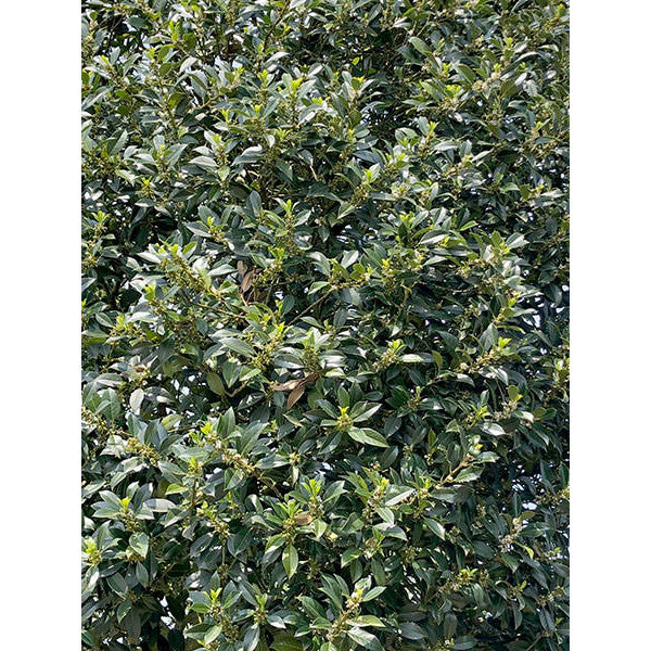 Ilex aquifolium 'Limsi' (Topiary)