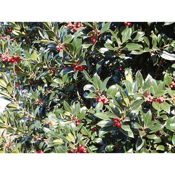 Ilex aquifolium 'Limsi' (Topiary)