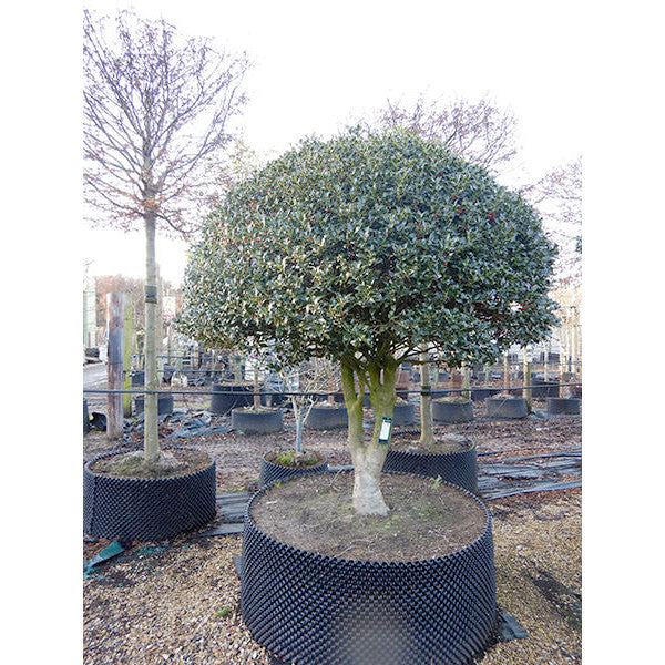 Ilex aquifolium 'Limsi' (Topiary)