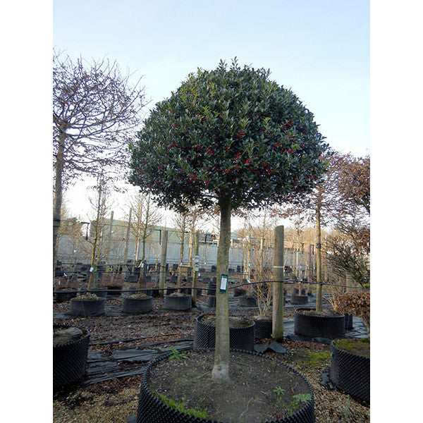 Ilex aquifolium 'Limsi' (Topiary)