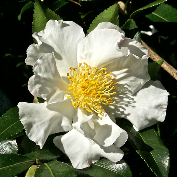 Camellia sasanqua 'Hinode-gumo'