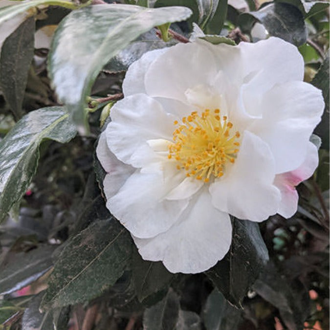 Camellia sasanqua 'Hinode-gumo'