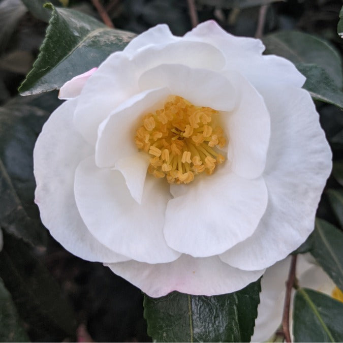 Camellia sasanqua 'Hinode-gumo'