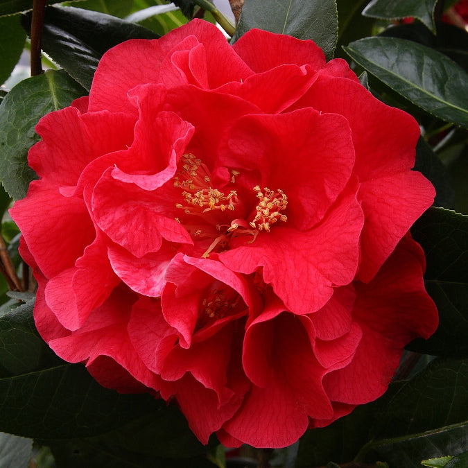 Camellia japonica 'Kramer's Supreme'