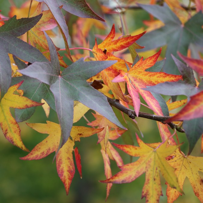 Liquidambar styraciflua 'Andrew Hewson'