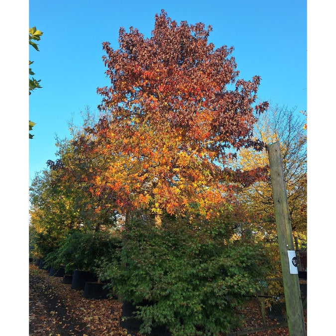 Liquidambar styraciflua 'Andrew Hewson'