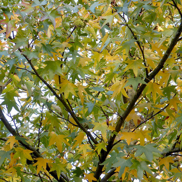 Liquidambar styraciflua 'Andrew Hewson'