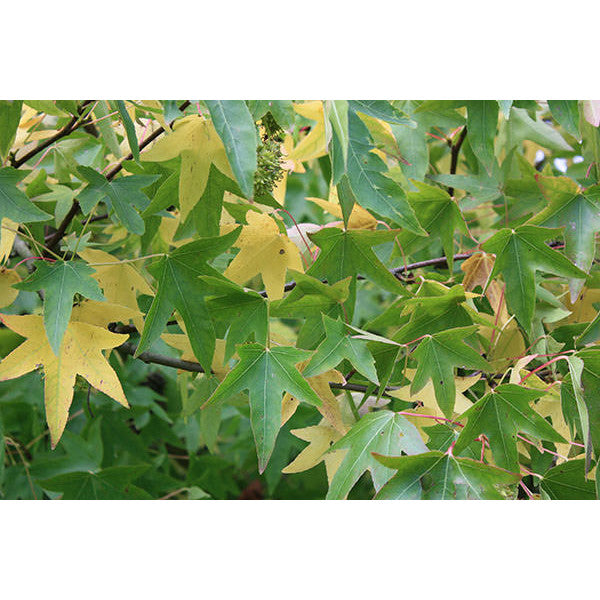 Liquidambar styraciflua 'Andrew Hewson'