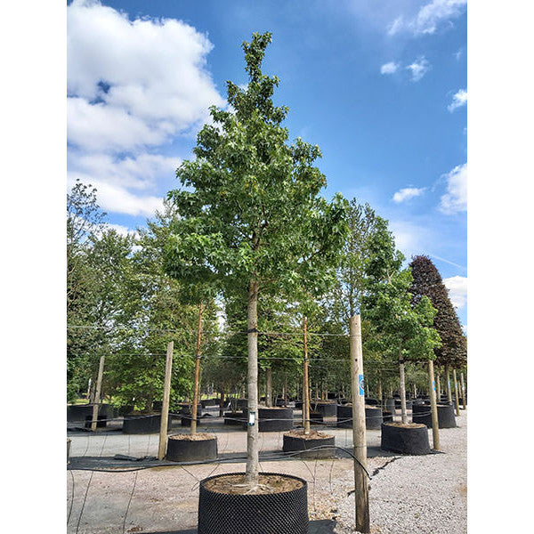 Liquidambar styraciflua 'Andrew Hewson'