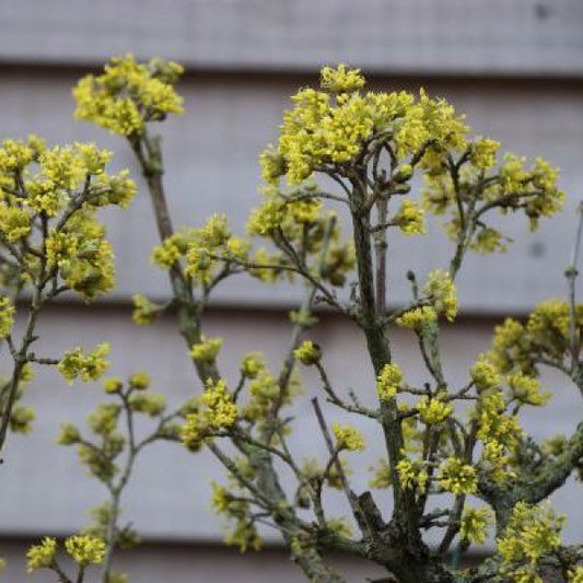 Cornus officinalis 'Robin's Pride' (Pleached)