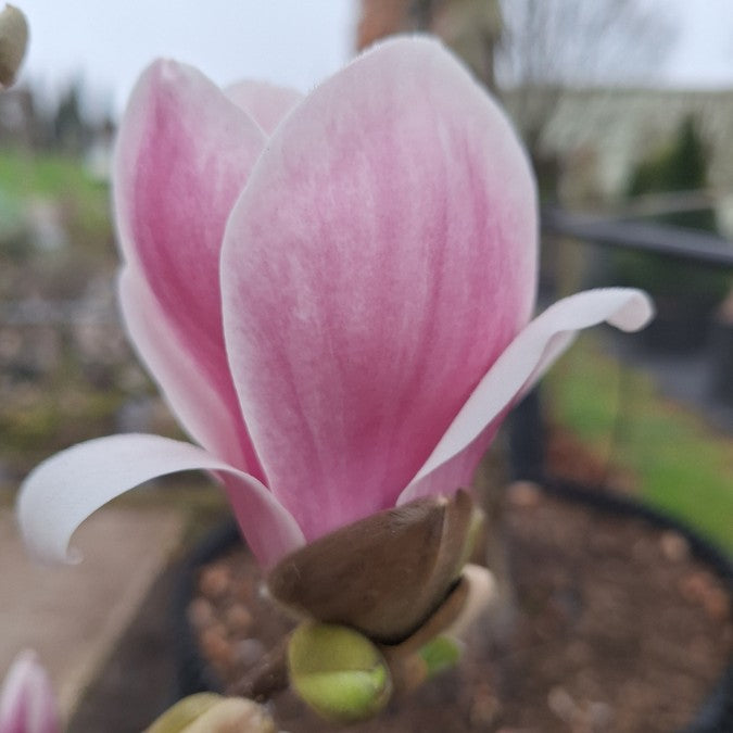 Magnolia denudata 'Fragrant Cloud'