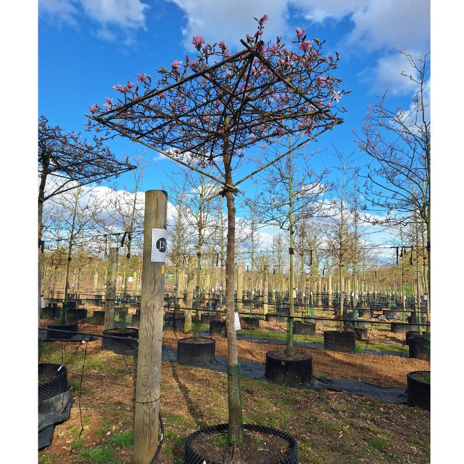 Magnolia x l. 'Leonard Messel' (Pleached)
