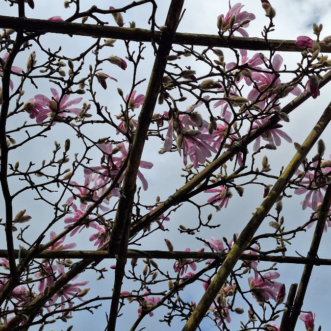 Magnolia x l. 'Leonard Messel' (Pleached)