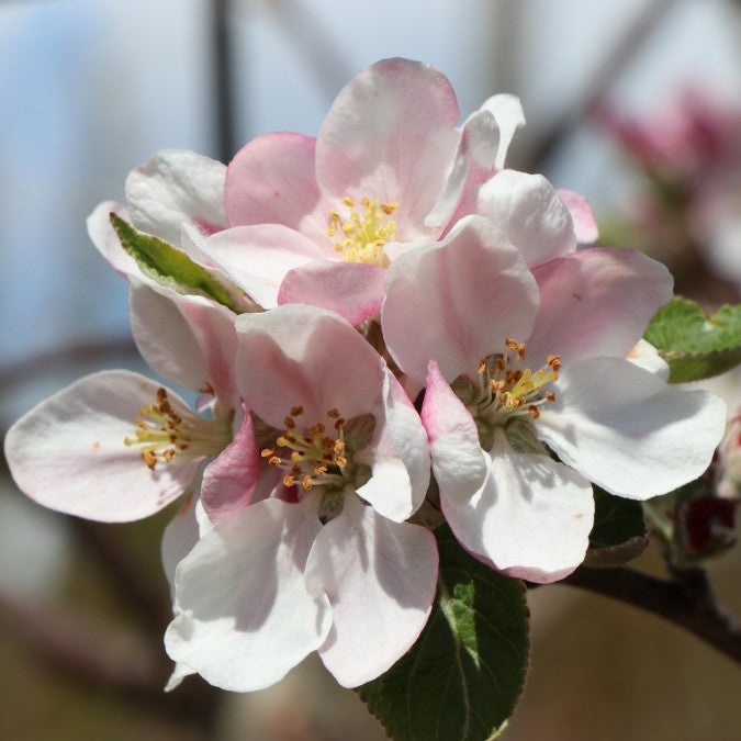 Malus d. 'James Grieve' (Pleached)