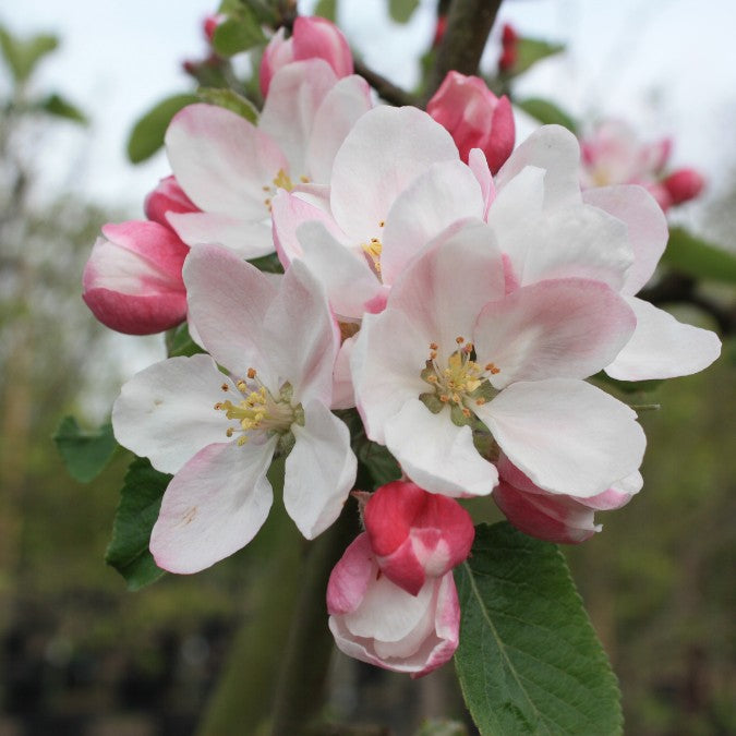 Malus d. 'James Grieve' (Pleached)