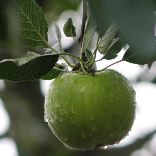 Malus d. 'James Grieve' (Pleached)