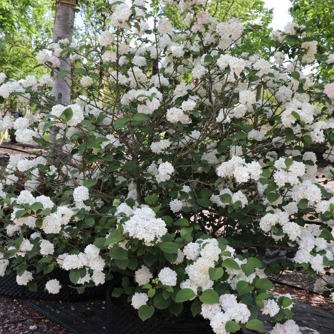 Viburnum plicatum 'Rotundifolium'
