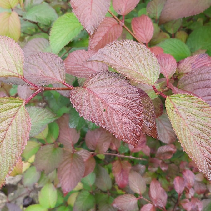 Viburnum plicatum 'Rotundifolium'