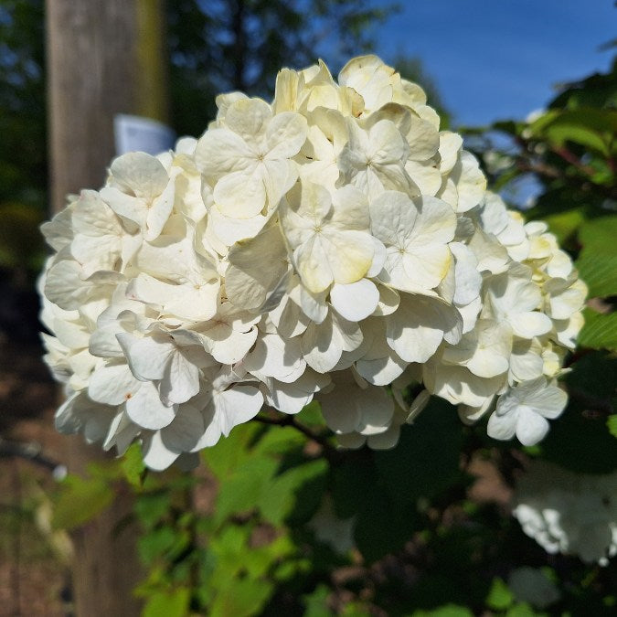 Viburnum plicatum 'Rotundifolium'