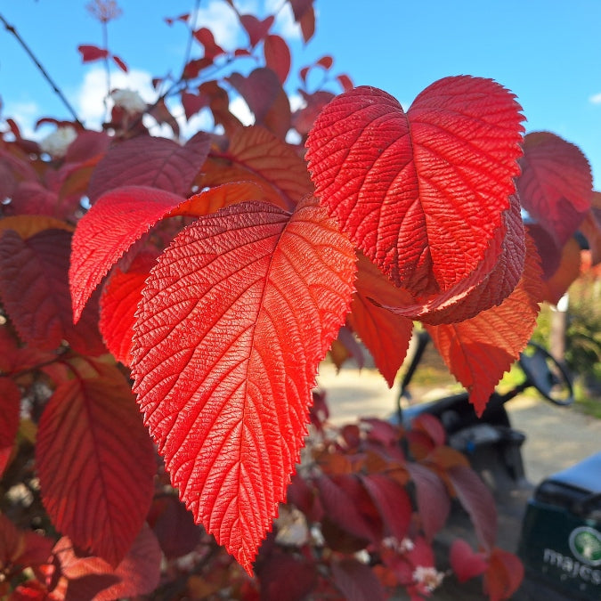 Viburnum plicatum 'Rotundifolium'