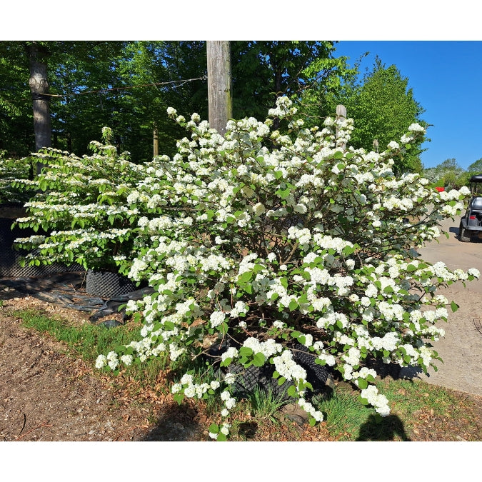Viburnum plicatum 'Rotundifolium'