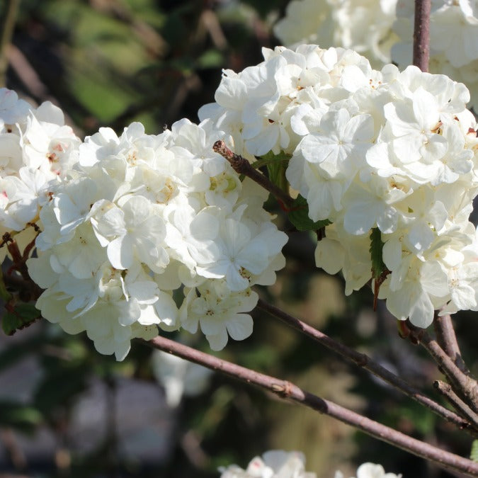 Viburnum plicatum 'Rotundifolium'