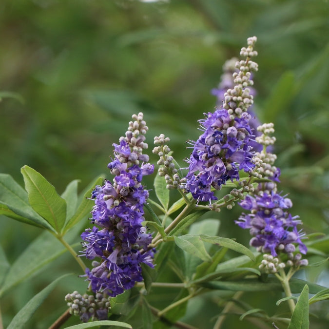 Vitex agnus-castus – Majestic Trees