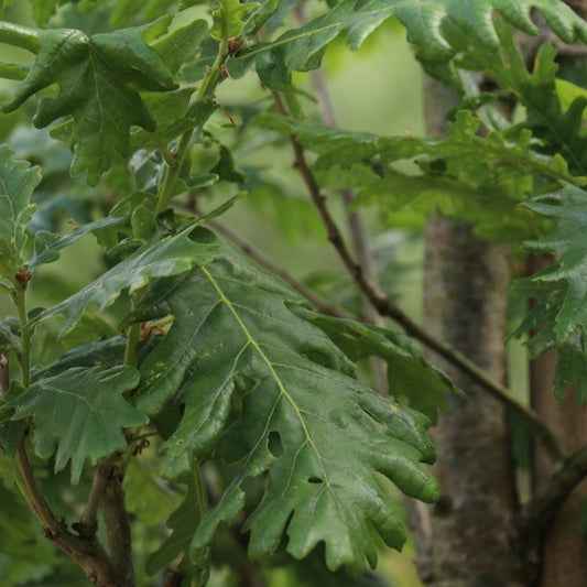 Quercus frainetto 'Trump'
