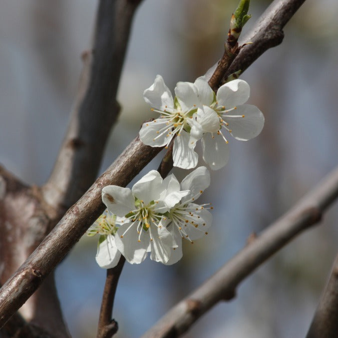 Prunus d. 'Reine Claude Verte'