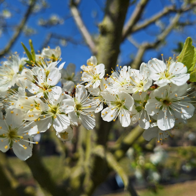Prunus d. 'Reine Claude Verte'