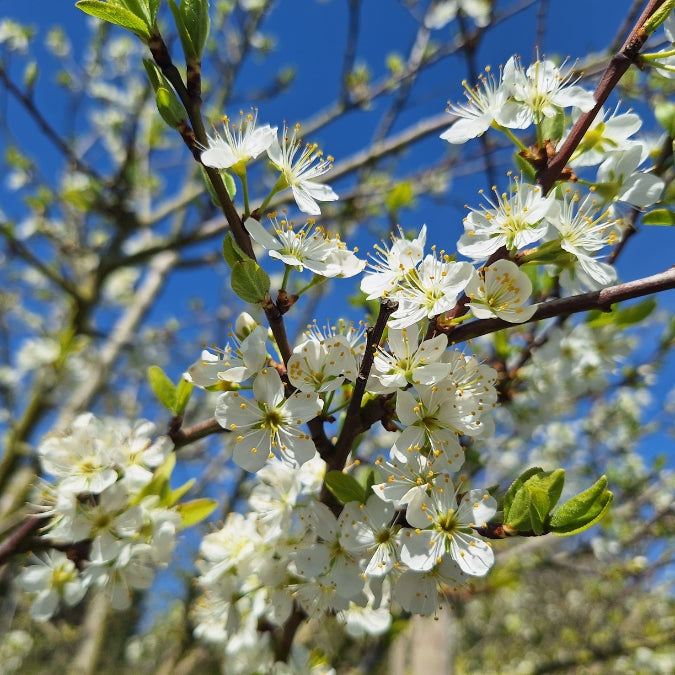 Prunus d. 'Reine Claude Verte'