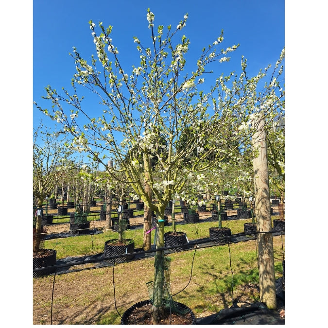 Prunus d. 'Reine Claude Verte'