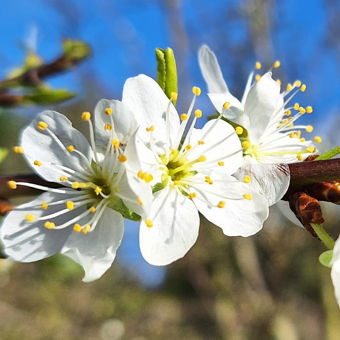 Prunus d. 'Reine Claude Verte'