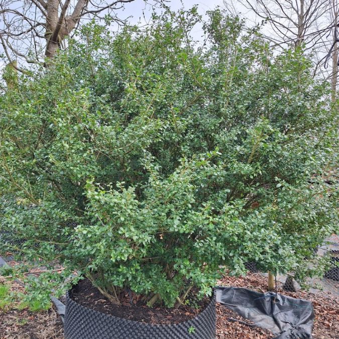Ilex crenata 'Hetzii'
