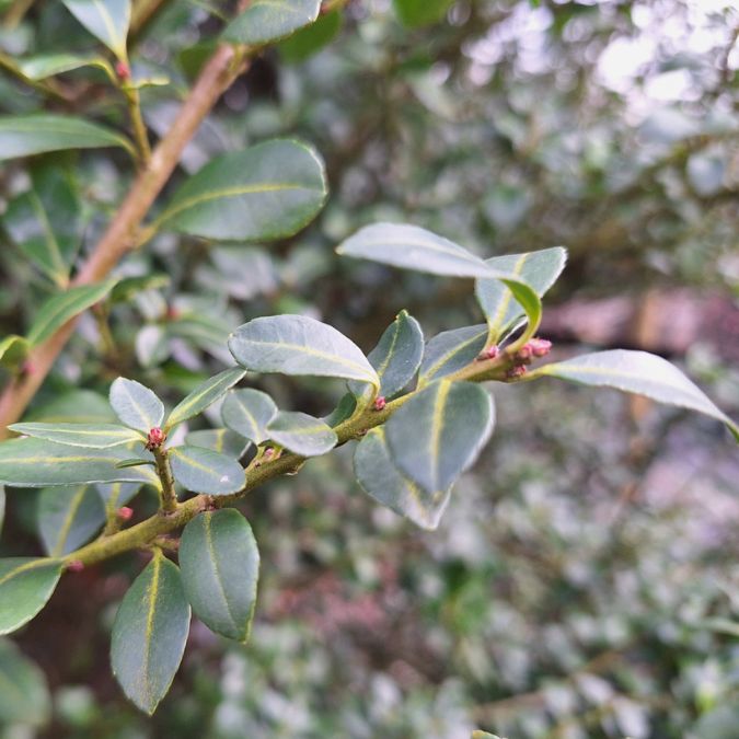 Ilex crenata 'Hetzii'