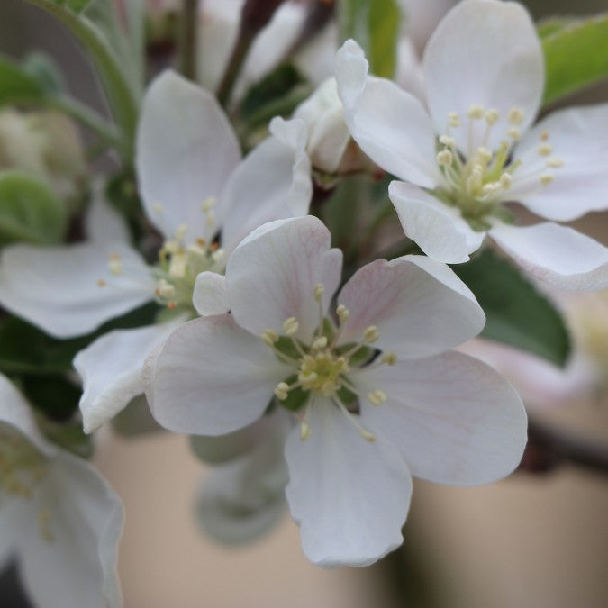 Malus domestica 'Worcester Pearmain'