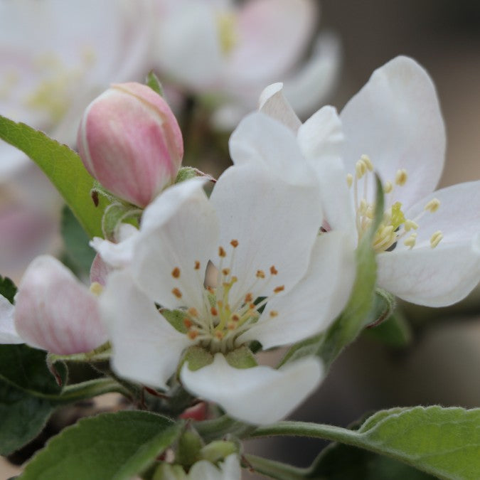 Malus domestica 'Worcester Pearmain'