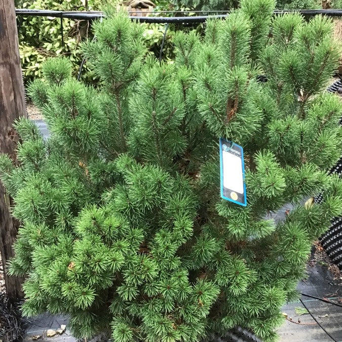Pinus mugo 'Mughus'
