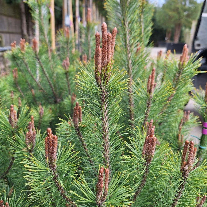 Pinus mugo 'Mughus'