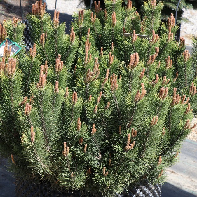 Pinus mugo 'Mughus'