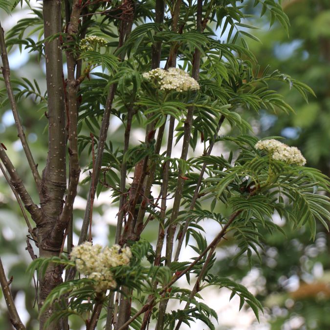 Sorbus aucuparia 'Autumn Spire'