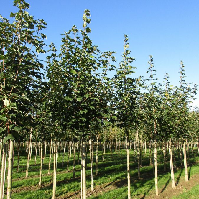 Acer pseudoplatanus 'Bruchem'