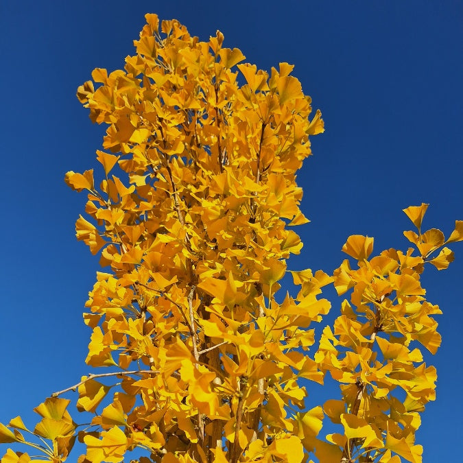Ginkgo biloba 'Fastigiata'