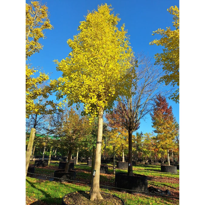 Ginkgo biloba 'Fastigiata'