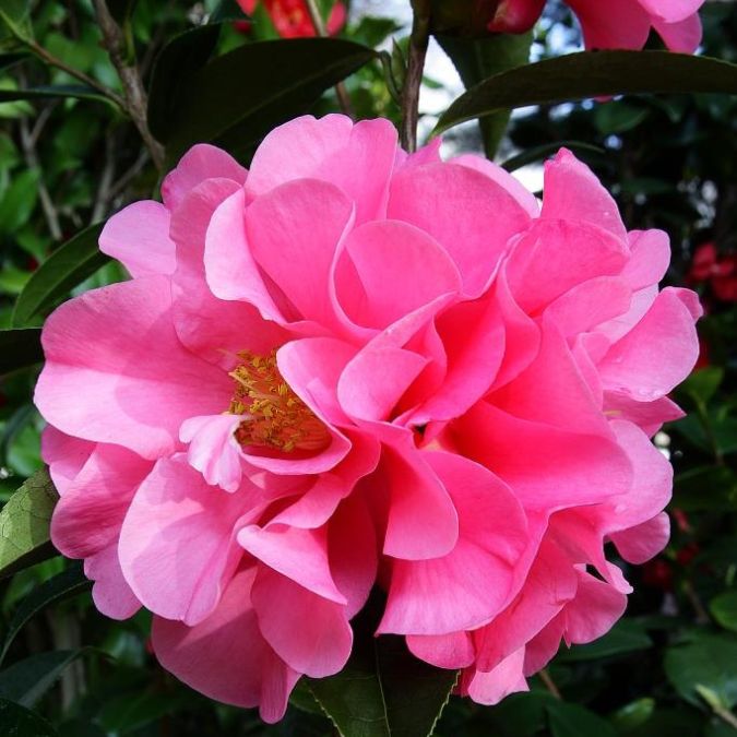 Camellia 'Valley Knudsen'