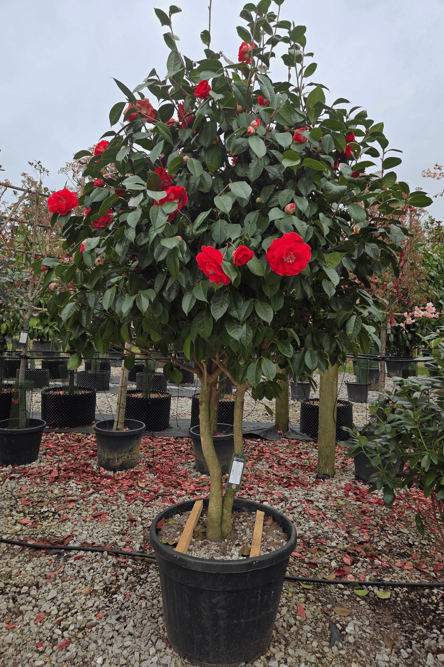 Camellia 'Dr. Clifford Parks'