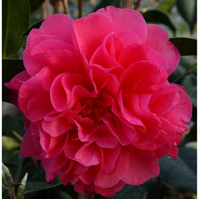 Camellia 'Dr. Clifford Parks'