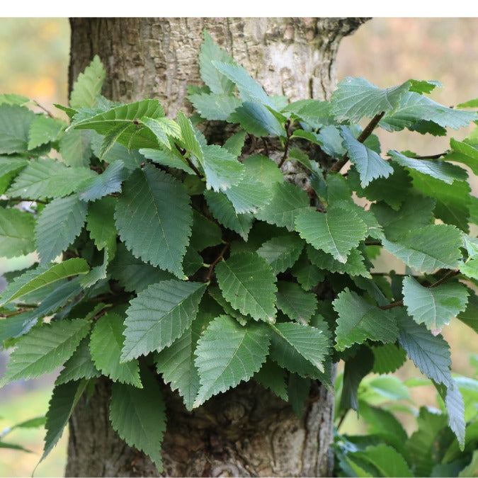 Ulmus 'Dodoens' (Topiary)