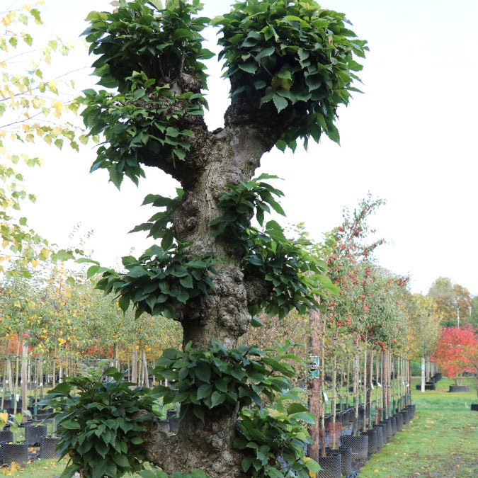 Ulmus 'Dodoens' (Topiary)